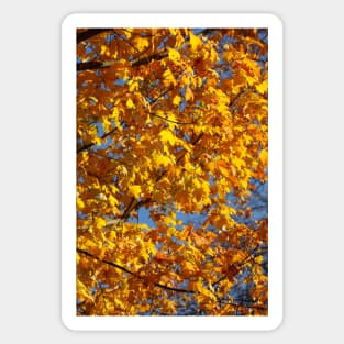 Maple (Acer ), golden yellow autumn leaves hanging from a tree, Germany Sticker